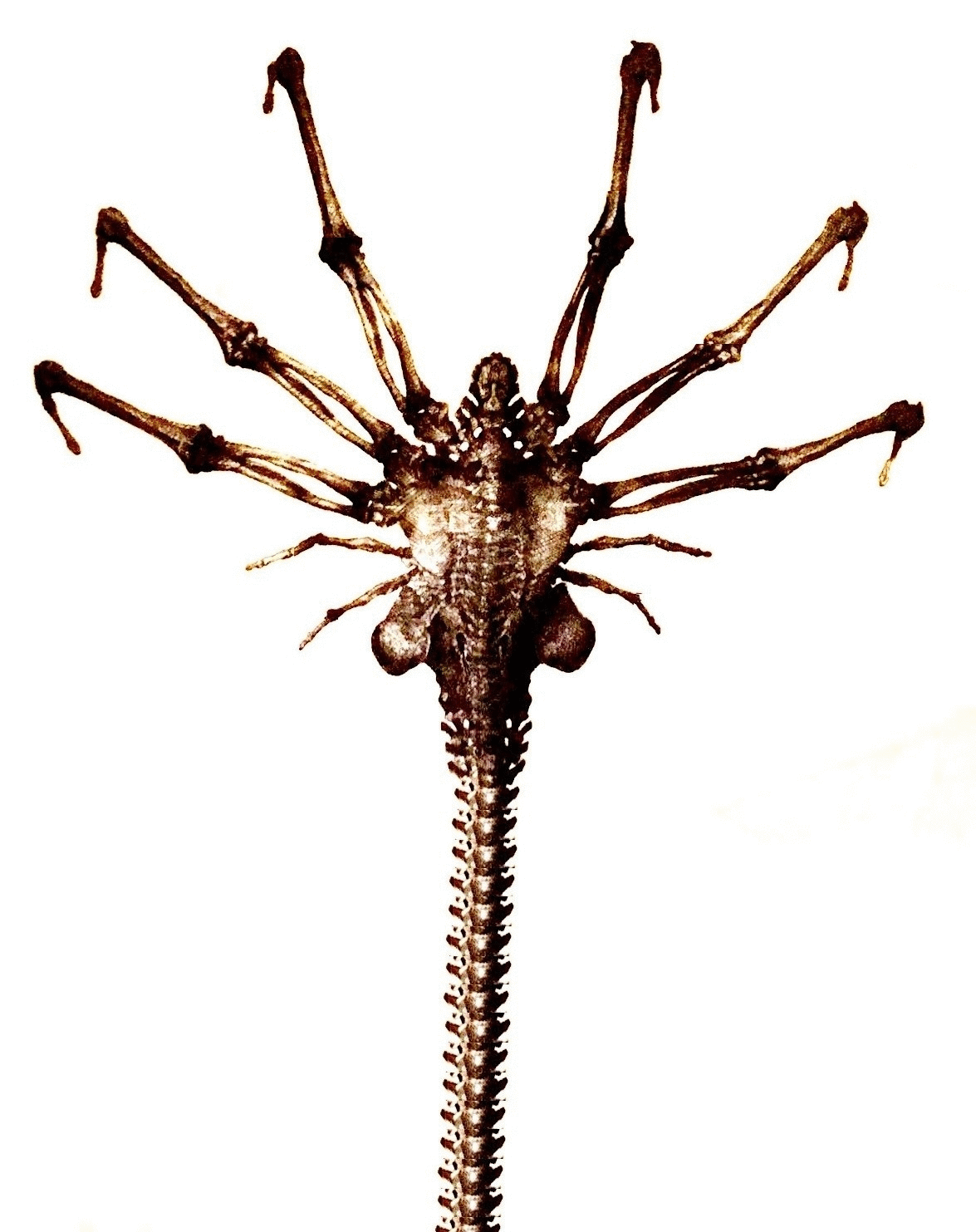 New AC Facehugger Animation Alien Covenant Forum