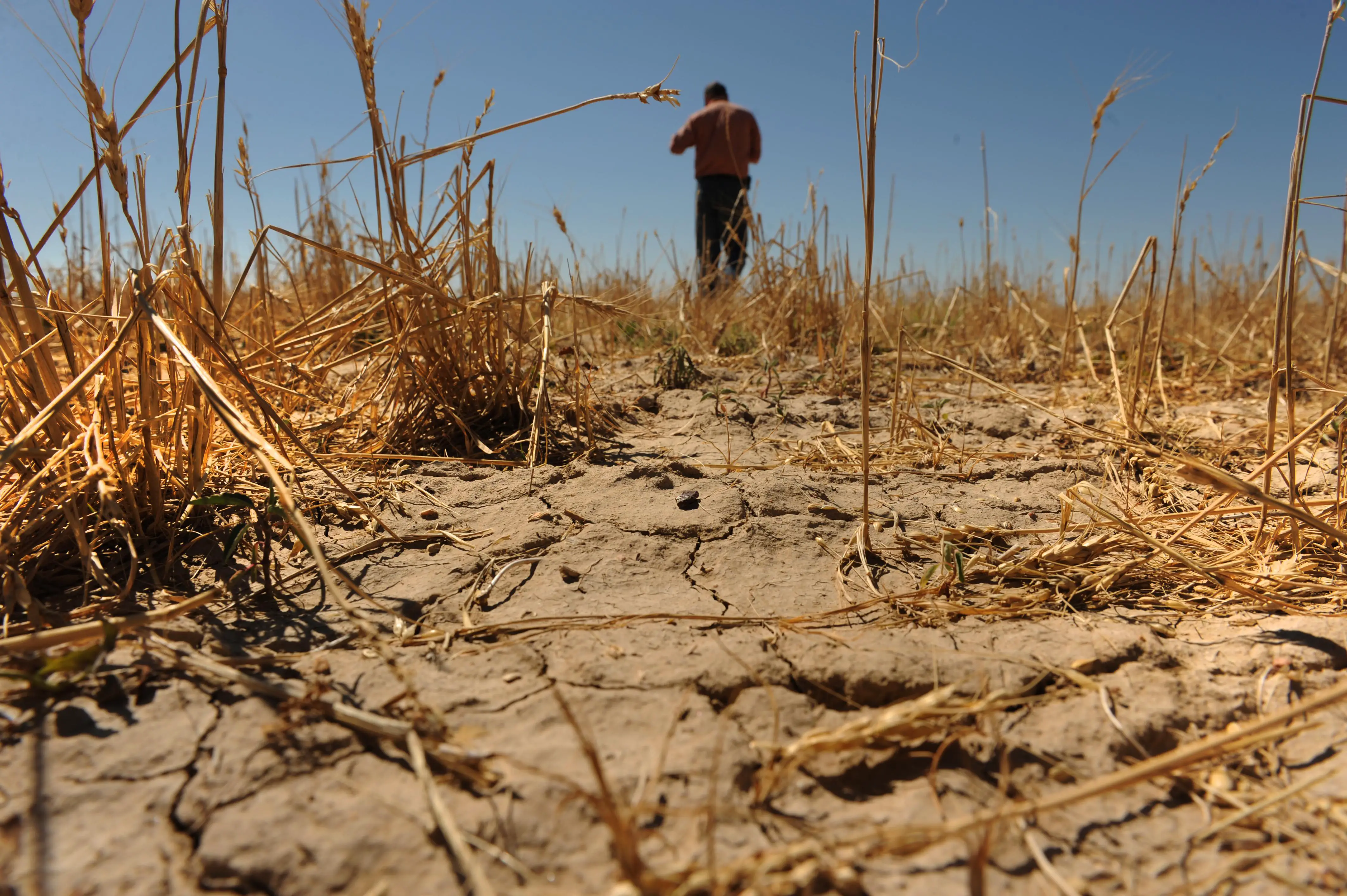 Погода засуха. Засуха. Засуха пшеница. Засуха в Америке.